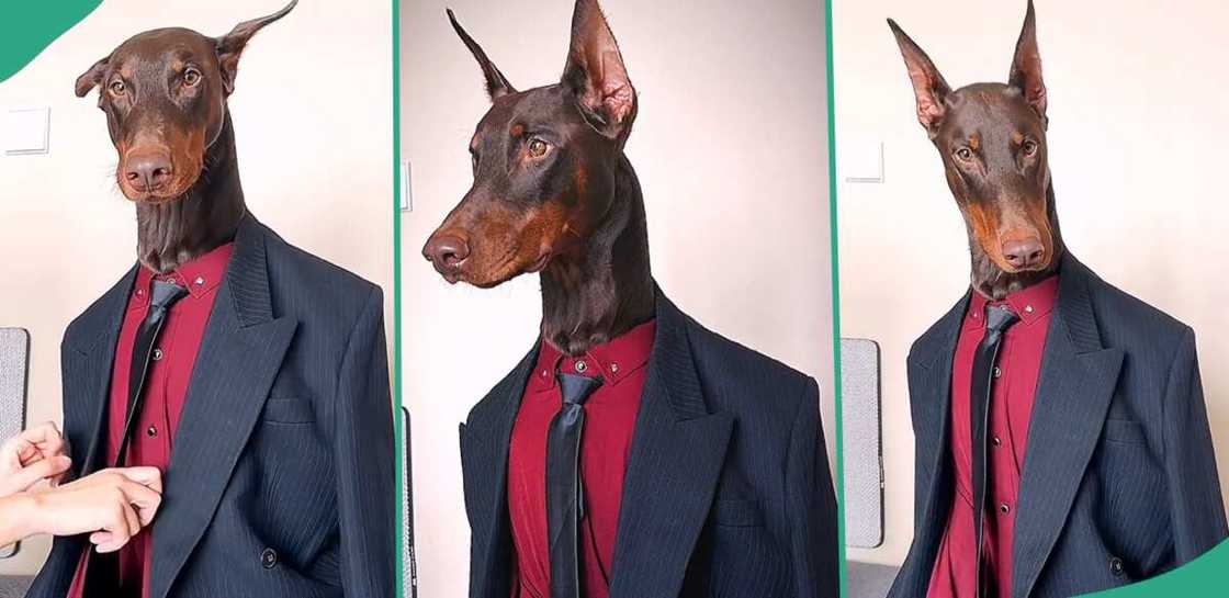 Pet dog made to wear a suit. Pet dog made to wear a suit.