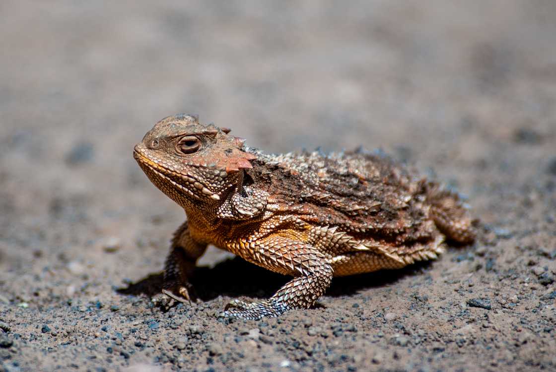The Desert horned lizard is a species of lizard native to western North America The Desert horned lizard is a species of lizard native to western North America