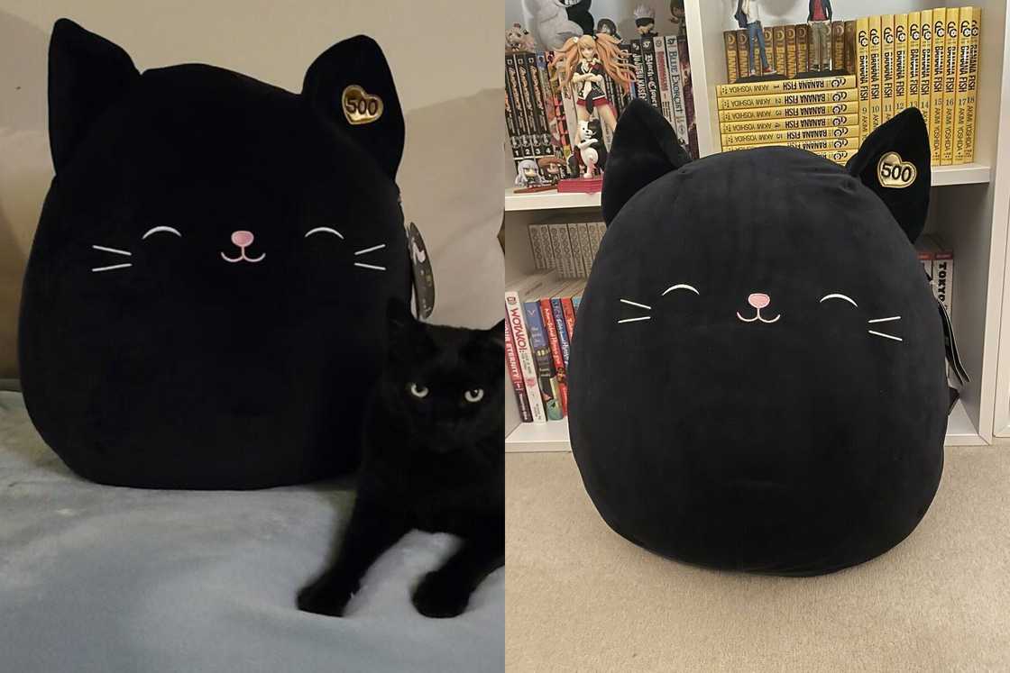 Jack the Cat is sitting on a couch, and she is in a bookstore Jack the Cat is sitting on a couch, and she is in a bookstore