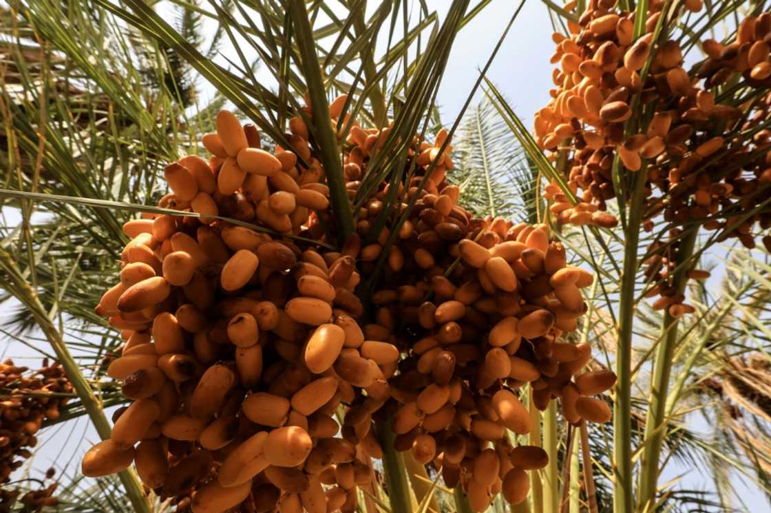Prices have collapsed in Sudan's date industry, the latest economic sector to become a casualty of war in the northeast African country Prices have collapsed in Sudan's date industry, the latest economic sector to become a casualty of war in the northeast African country