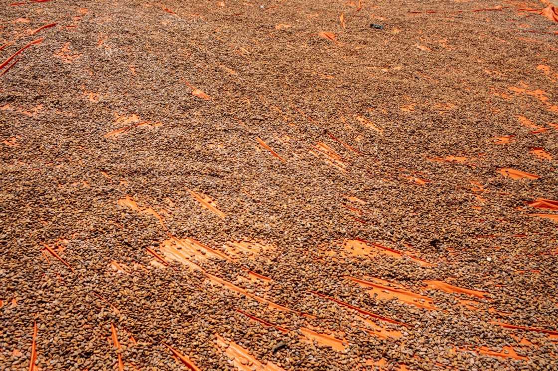 Congolese producers accuse Uganda of destabilising the market Congolese producers accuse Uganda of destabilising the market