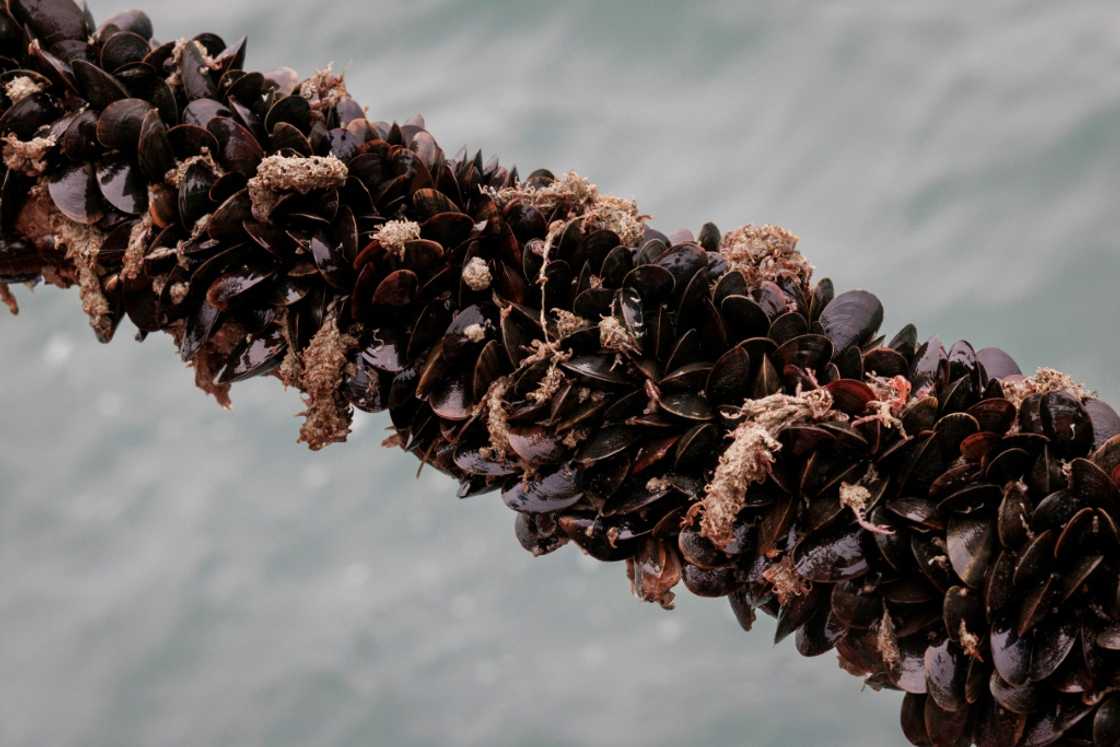 Colruyt says the mussels are 'sustainably' farmed using ropes made from recycled fishing nets Colruyt says the mussels are 'sustainably' farmed using ropes made from recycled fishing nets