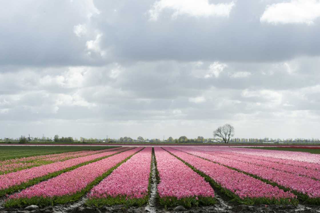 Dutch tulip cultivation is threatened by climate change Dutch tulip cultivation is threatened by climate change