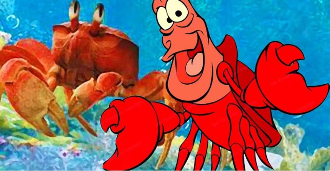 Sabastian, the red crab Sabastian, the red crab