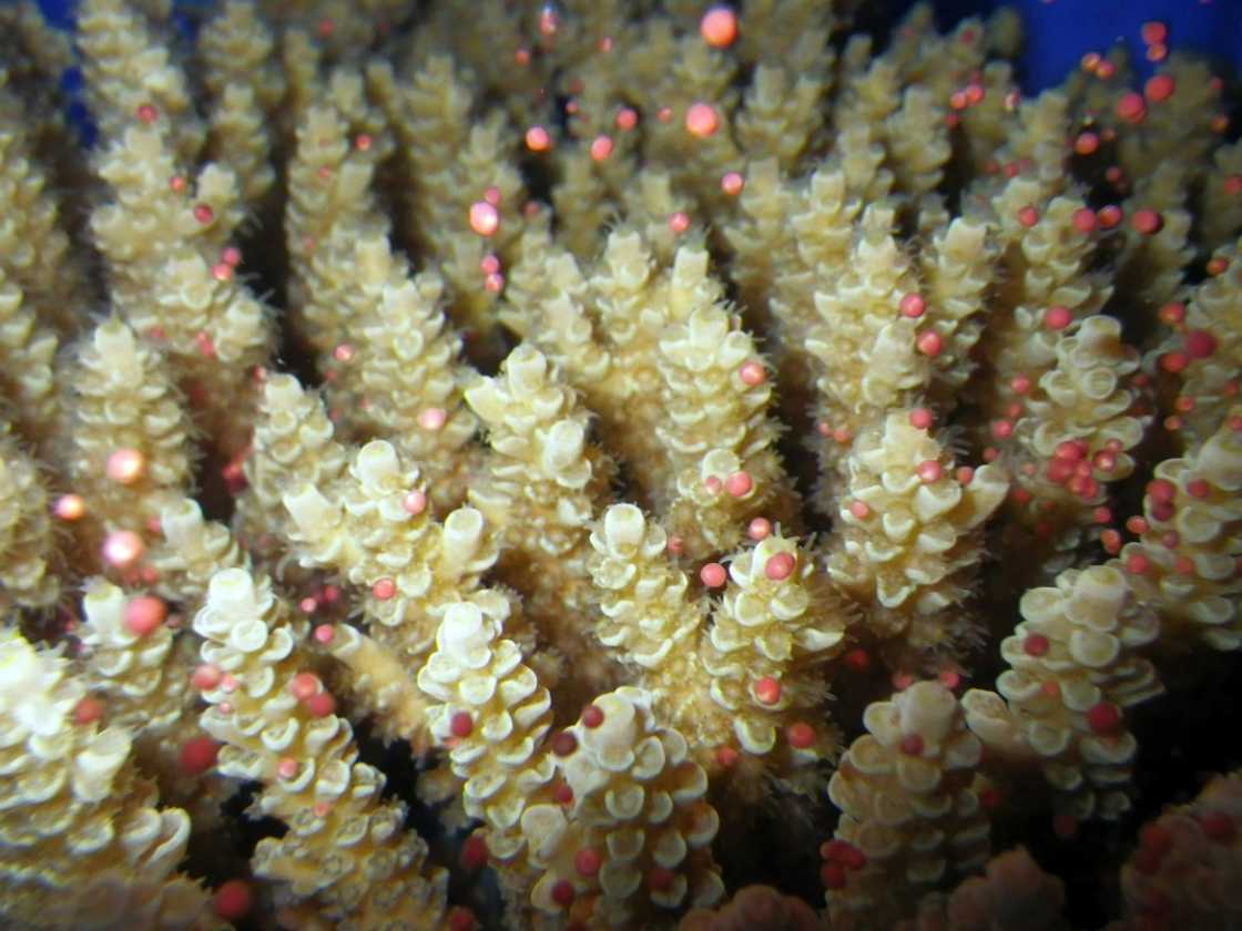 Scientists surveying 87 sites said northern and central parts of the reef had bounced back from damage thanks mainly to fast-growing Acropora corals Scientists surveying 87 sites said northern and central parts of the reef had bounced back from damage thanks mainly to fast-growing Acropora corals