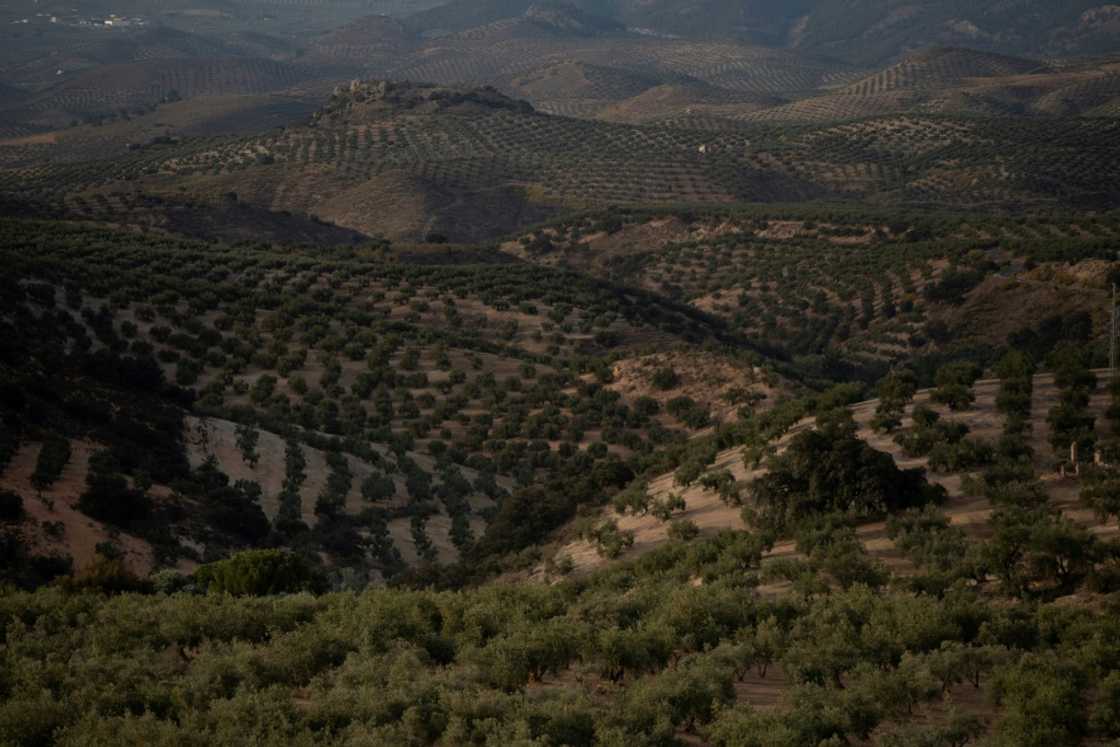 Andalusia is central to the industry in Spain, the world's top olive oil producer Andalusia is central to the industry in Spain, the world's top olive oil producer