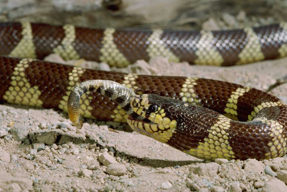 A California Kingsnake Eating a Pacific Rattlesnake.