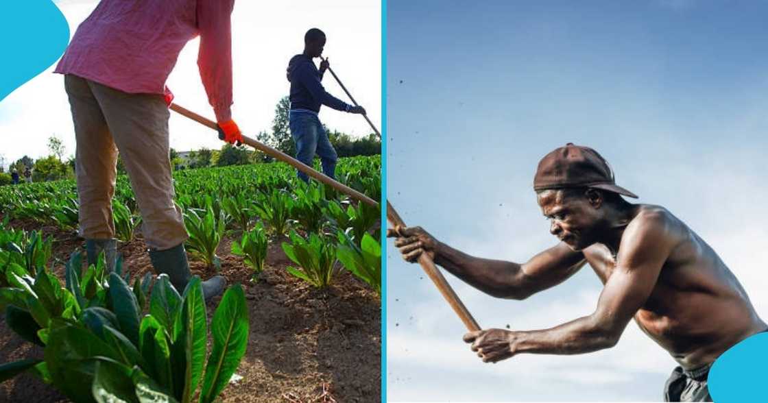 ghana, farmer, orange, agro-business, price of produce, ghana farmers, orange harvest