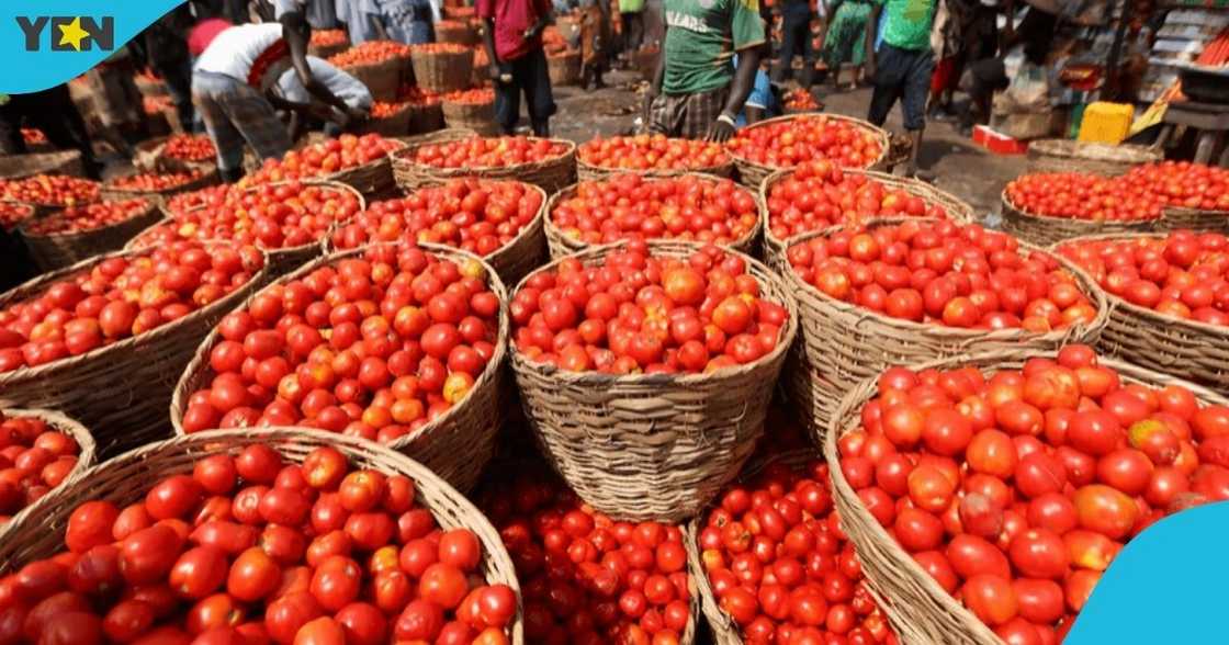 Ghanaian traders, tomato sellers, Burkina Faso attack, tomato shortage, price increase, Government of Ghana.
