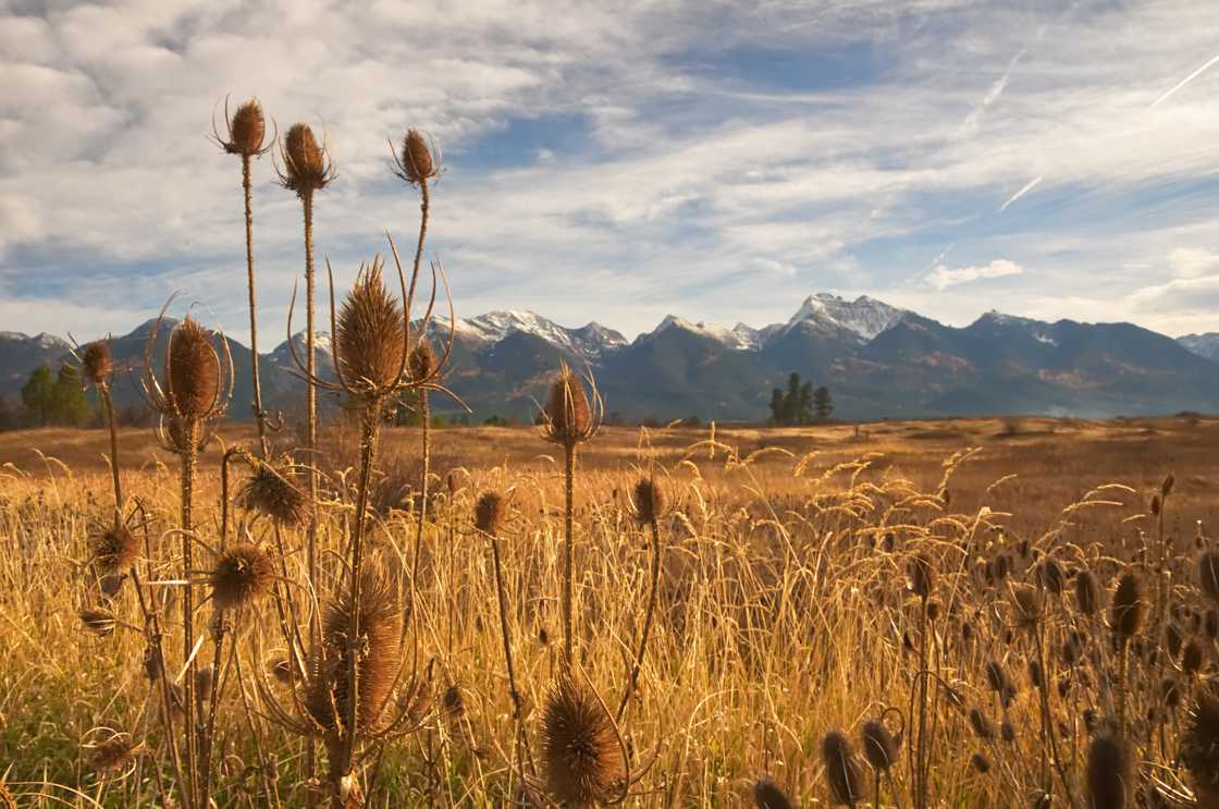 driest state in the US