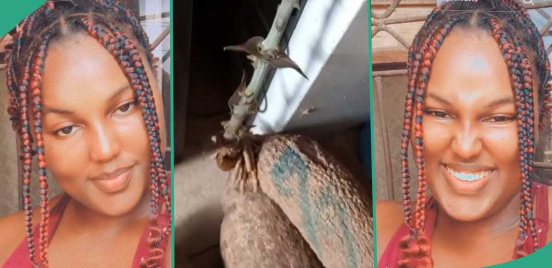 Lady shares video of her boyfriend's kitchen. Lady shares video of her boyfriend's kitchen.