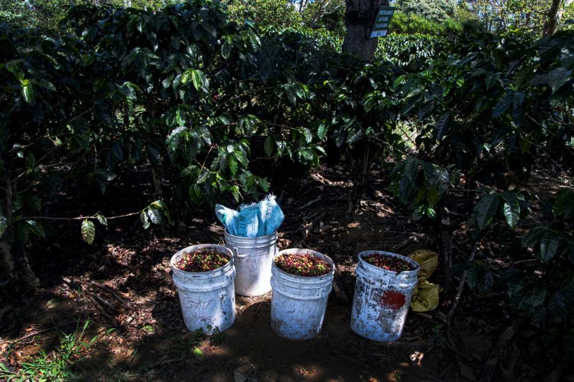 Costa Rica boasts some 94,000 hectares of coffee plantations that employ about 25,000 pickers every season Costa Rica boasts some 94,000 hectares of coffee plantations that employ about 25,000 pickers every season
