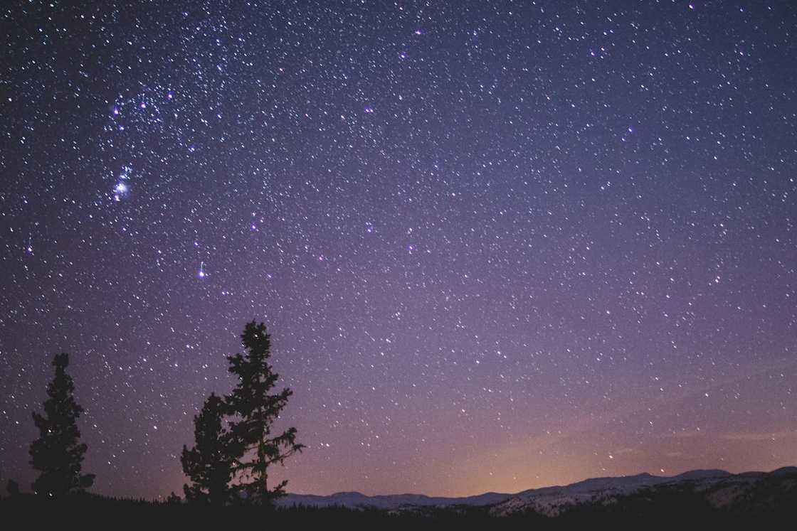 The silhouette of spruce trees under a starry night