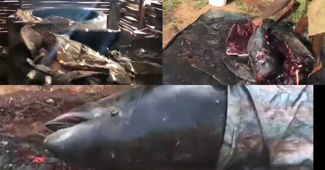 Axim residents turn dead dolphins to 'Momoni' and smoked fish for sale on the market