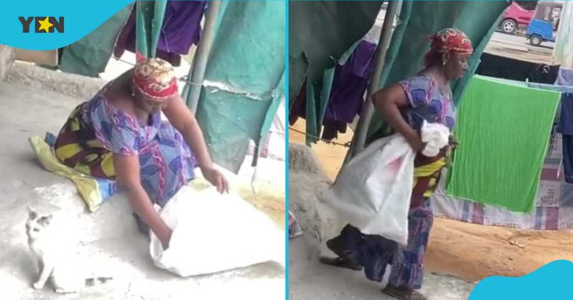 Woman catches cat Woman catches cat