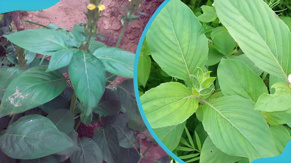 spices in Ghana spices in Ghana