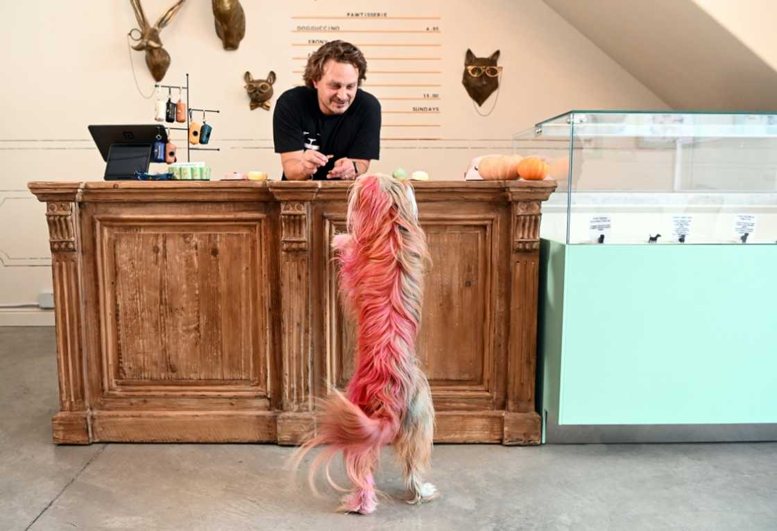 Rahmi Massarweh, owner of Dogue, offers extenisve consultations to determine exactly what kind of menu a dog would enjoy Rahmi Massarweh, owner of Dogue, offers extenisve consultations to determine exactly what kind of menu a dog would enjoy