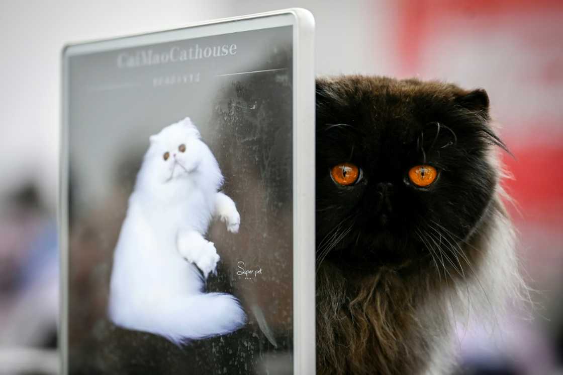 By 2030, China's pet population will be well on its way to doubling that of its young children By 2030, China's pet population will be well on its way to doubling that of its young children