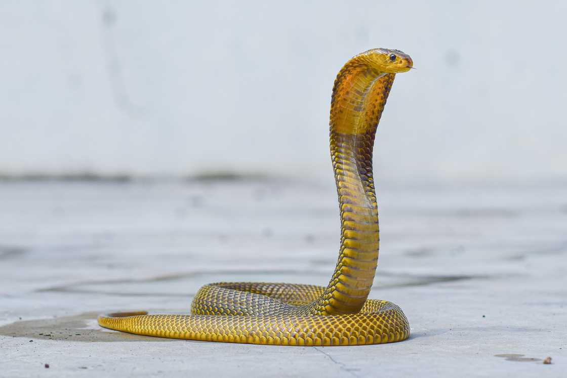 An image of king cobra