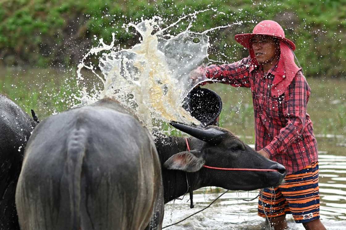The racers who work and train with the buffalos for weeks in preparation The racers who work and train with the buffalos for weeks in preparation