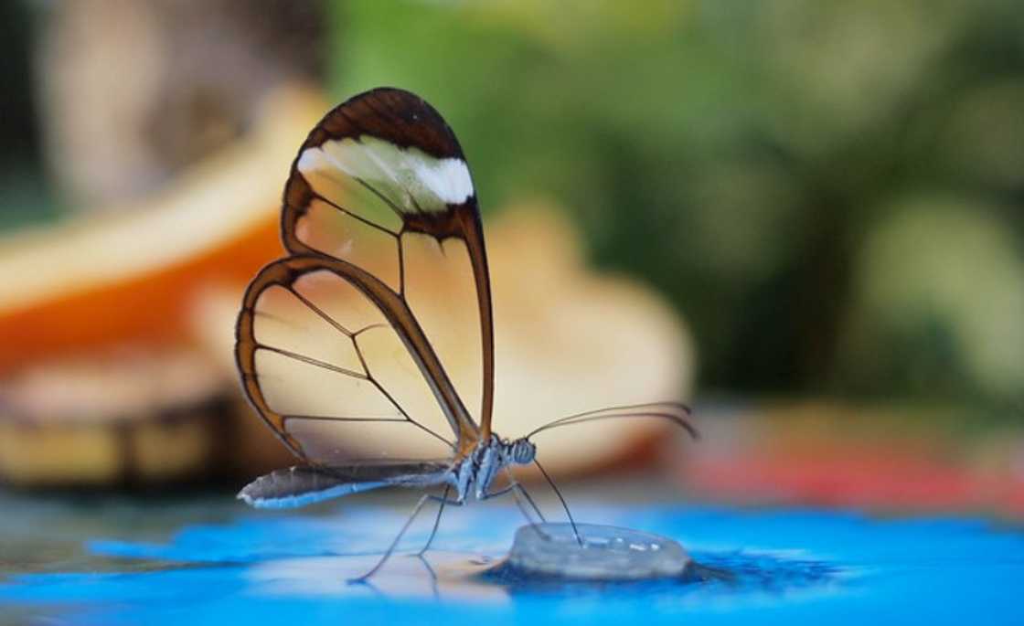 the cutest animal in the world the cutest animal in the world