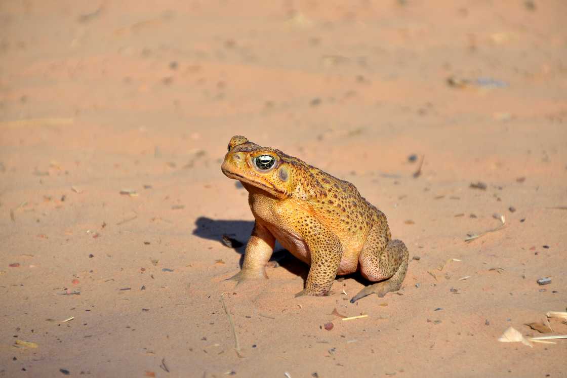 A cane toad warms up in the sun at Ellenbrae station on the Gibb River Road A cane toad warms up in the sun at Ellenbrae station on the Gibb River Road