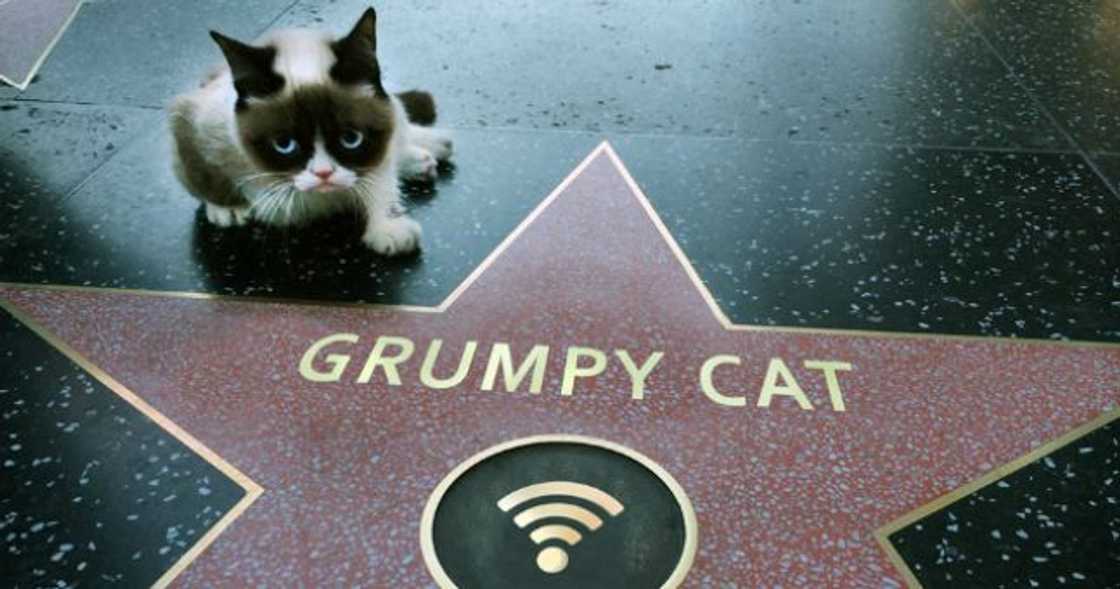 most important image on the internet most important image on the internet