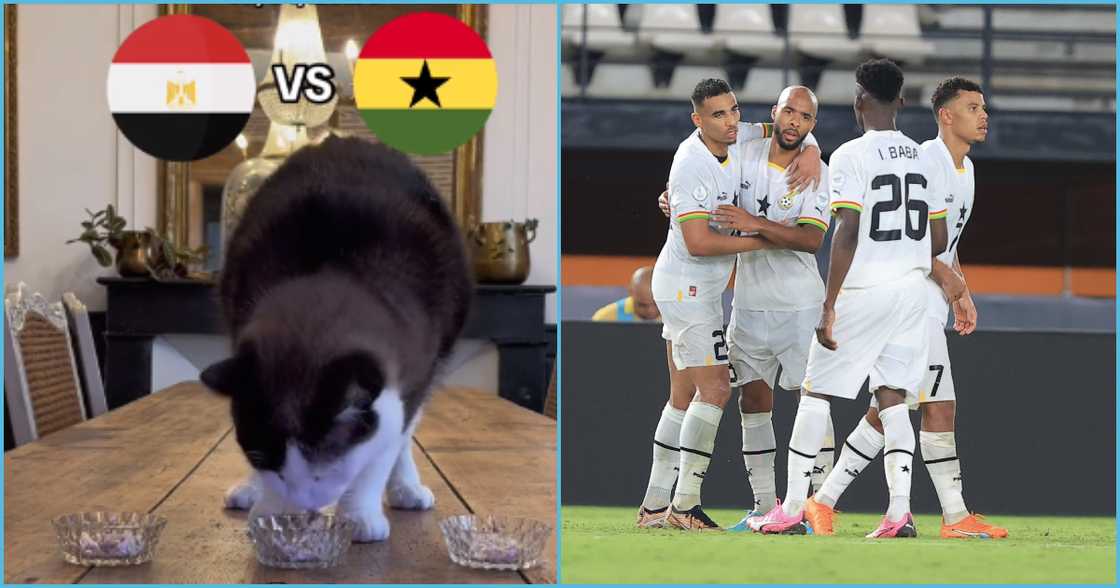 Photo of cat and Black Stars players Photo of cat and Black Stars players