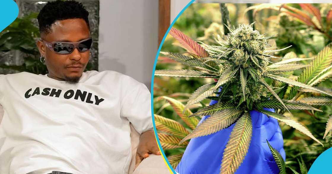 Kelvyn boy to venture into narcotics farming Kelvyn boy to venture into narcotics farming