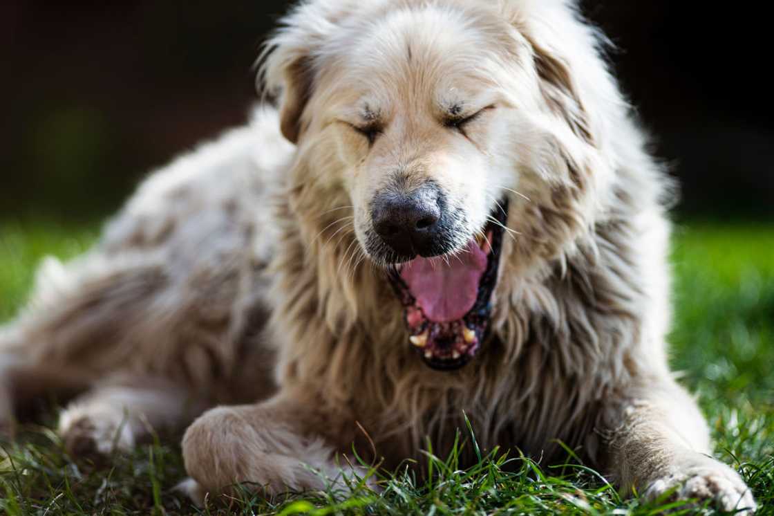 Native American names for dogs