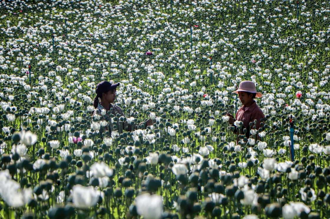 Myanmar became the world's biggest opium producer in 2023, overtaking Afghanistan after the Taliban government launched a crackdown on the crop there Myanmar became the world's biggest opium producer in 2023, overtaking Afghanistan after the Taliban government launched a crackdown on the crop there