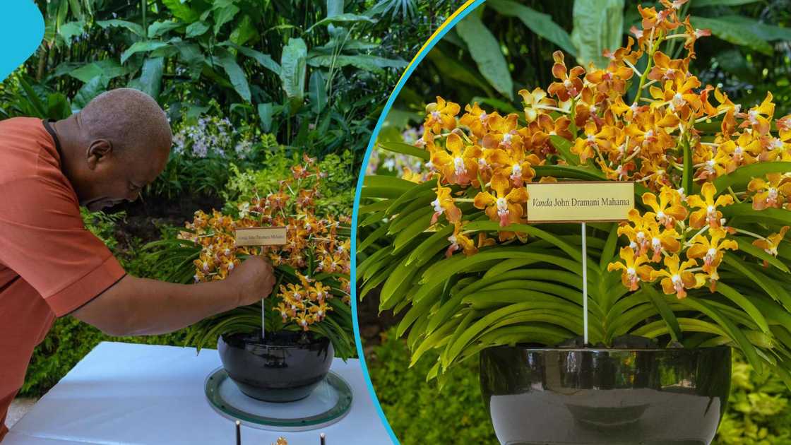 orchid hybrid, Singapore, John Mahama, State Visit, Botanic Garden, University of Ghana orchid hybrid, Singapore, John Mahama, State Visit, Botanic Garden, University of Ghana