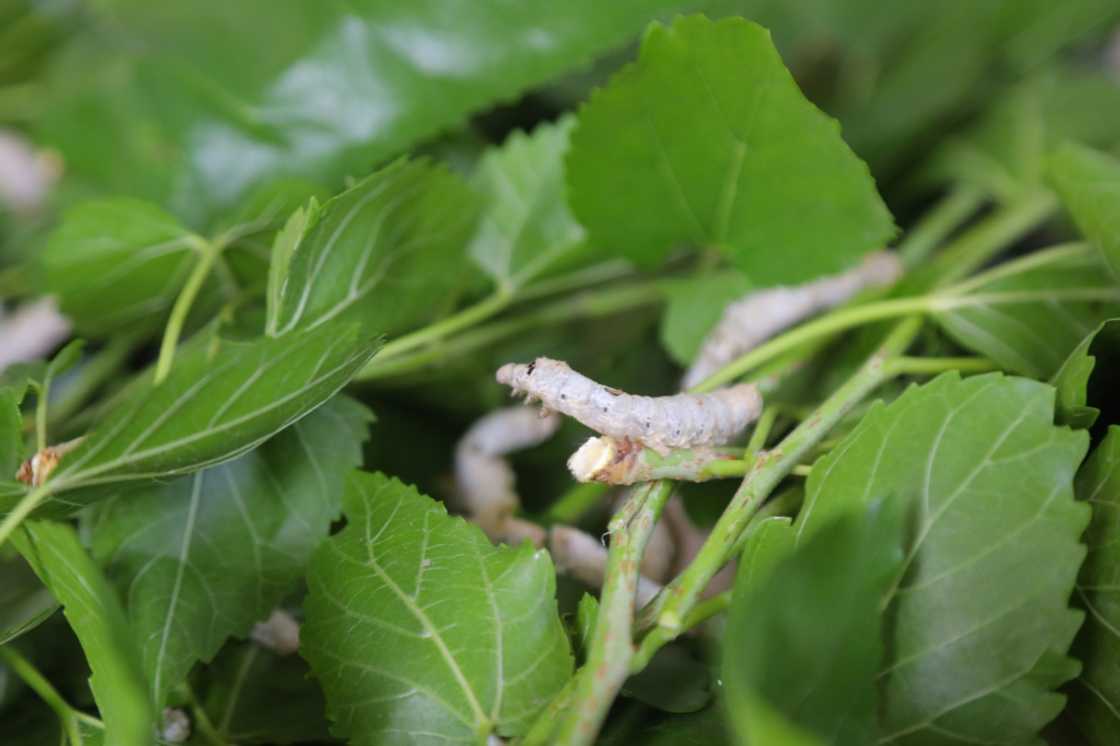 A caterpillar munches on a mulberry leaf A caterpillar munches on a mulberry leaf