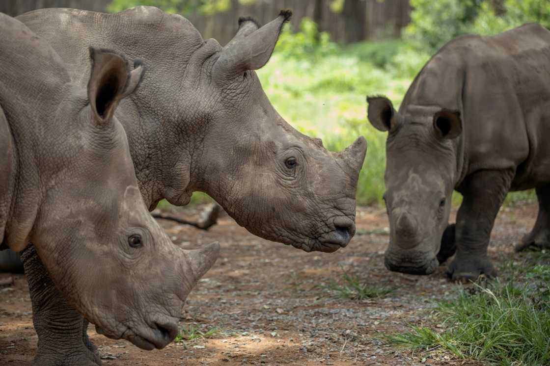 Target: Poaching has caused South Africa's rhino population to plummet Target: Poaching has caused South Africa's rhino population to plummet