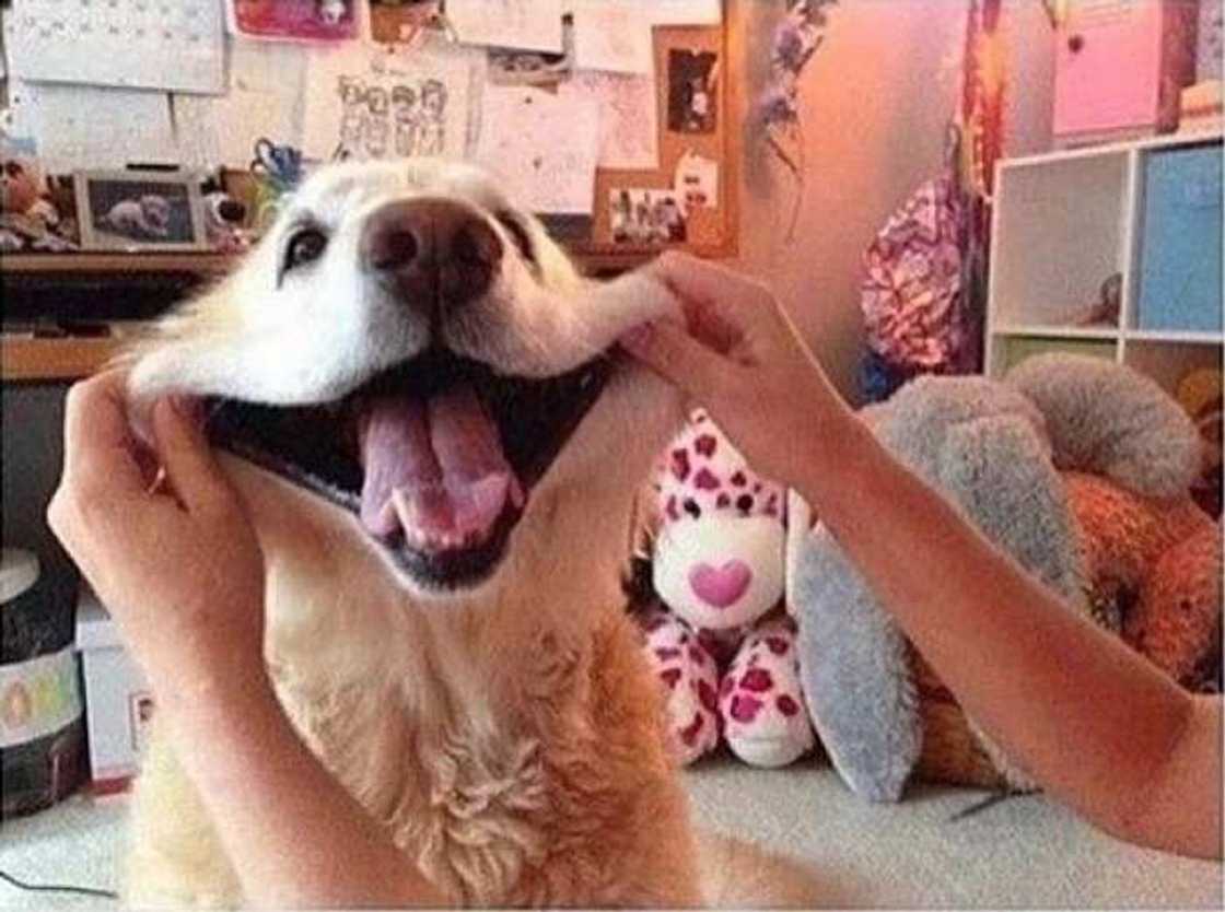 most important image on the internet most important image on the internet