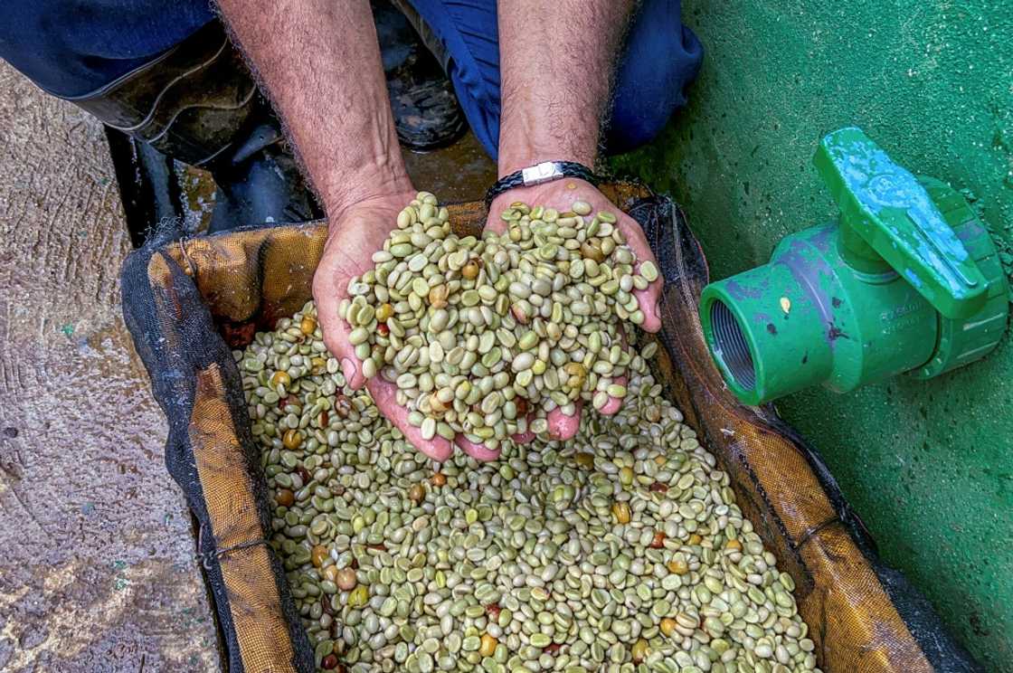 Coffee farmer Jesus Chaviano washes beans at his farm in Jibacoa, Villa Clara province, Cuba Coffee farmer Jesus Chaviano washes beans at his farm in Jibacoa, Villa Clara province, Cuba