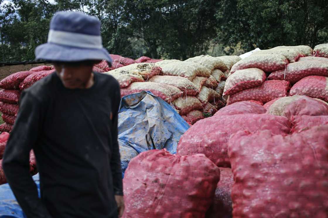 Between January and September, Peru's agricultural production plummeted by 3.6 percent compared to the same period in 2022, according to official data