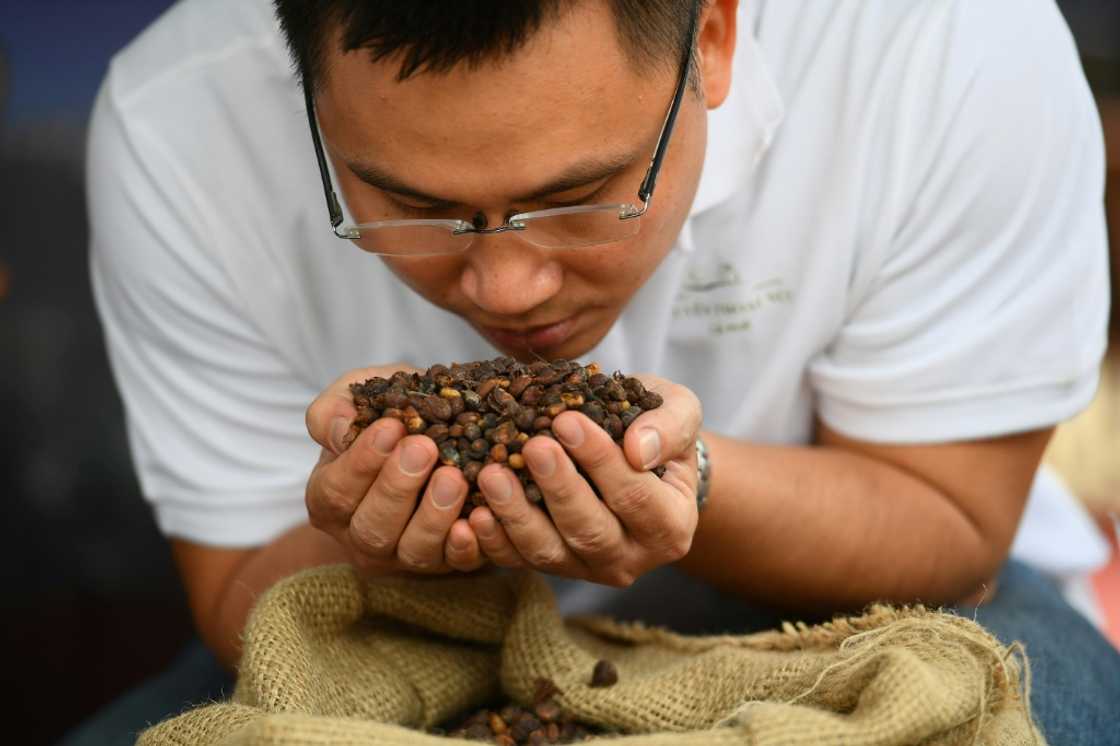 Vietnam is the world's largest robusta producer and the second-largest coffee producer overall, after Brazil