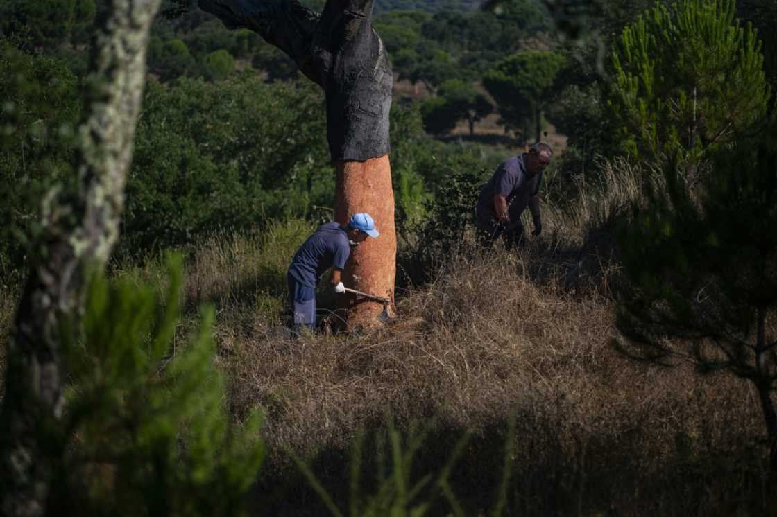 Cork is obtained by stripping the bark of cork oak trees every nine years in a careful process that allows the tree to regenerate and grow Cork is obtained by stripping the bark of cork oak trees every nine years in a careful process that allows the tree to regenerate and grow
