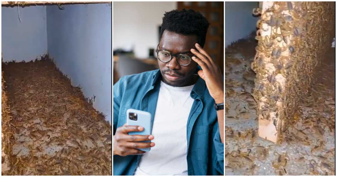 Scorpions fill up an abandoned house Scorpions fill up an abandoned house