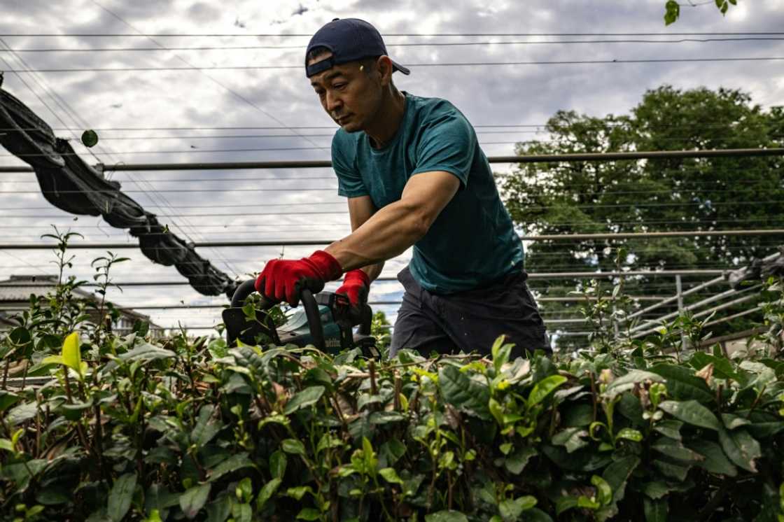 Masahiro Okutomi, working at his farm in Japan's Sayama, says it has been impossible to keep up with the growing demand for matcha