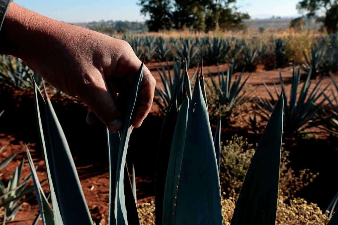Instead of bringing good times for agave farmers, the tequila boom has created a supply glut Instead of bringing good times for agave farmers, the tequila boom has created a supply glut