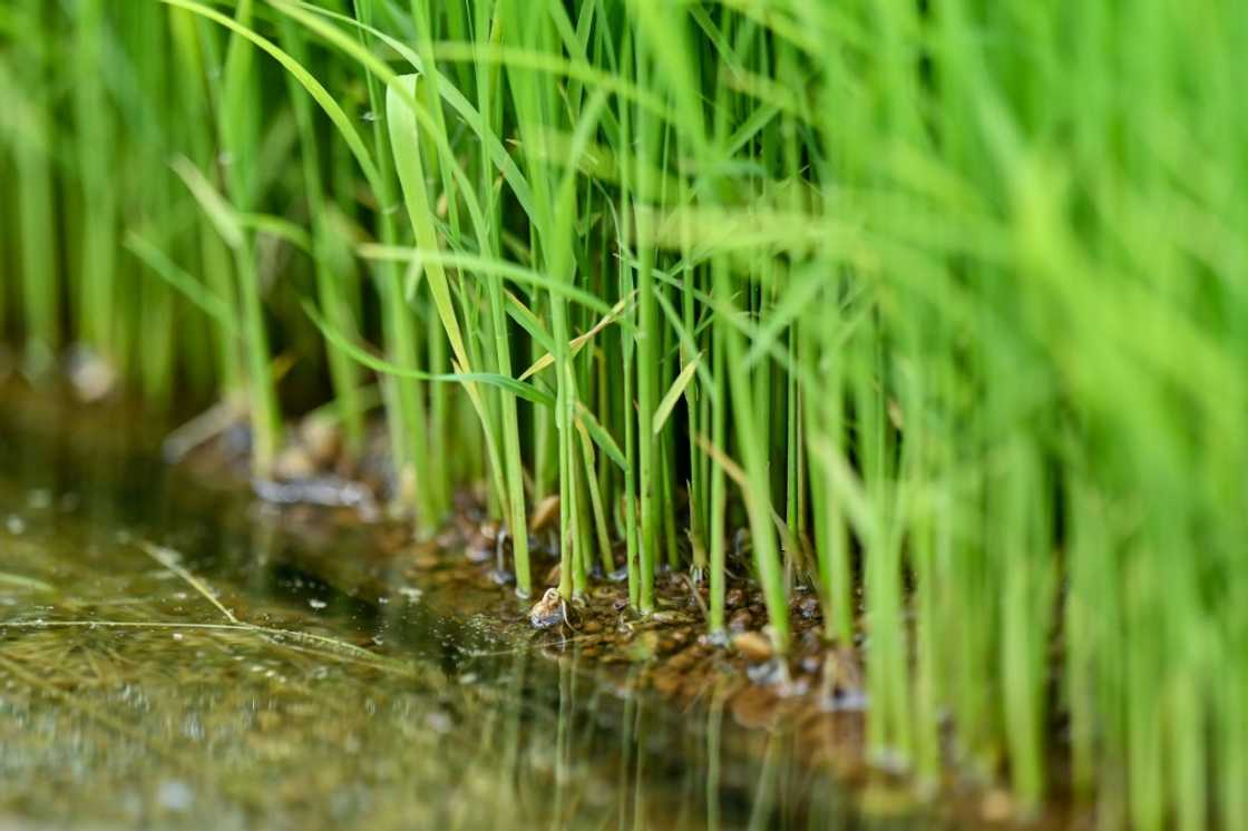 The surging cost of rice has become a political hot topic in Japan heading into elections this month