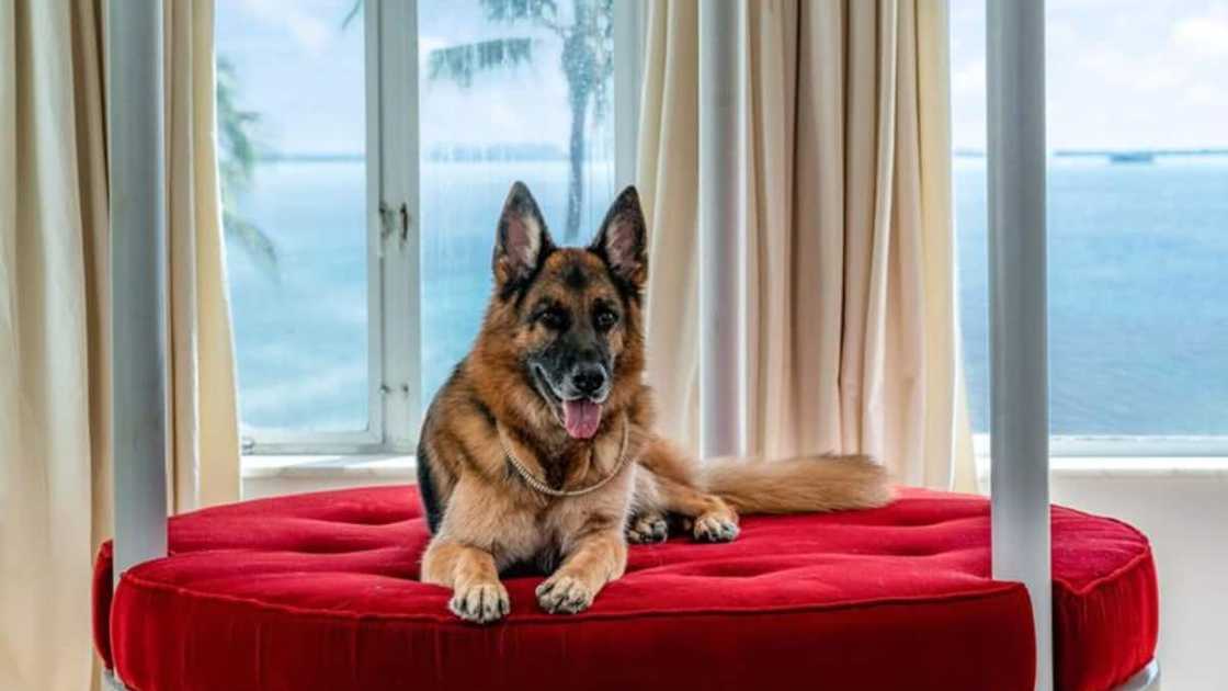 Dog inherits N205.4bn from its owner, becomes latest billioniare in town Dog inherits N205.4bn from its owner, becomes latest billioniare in town