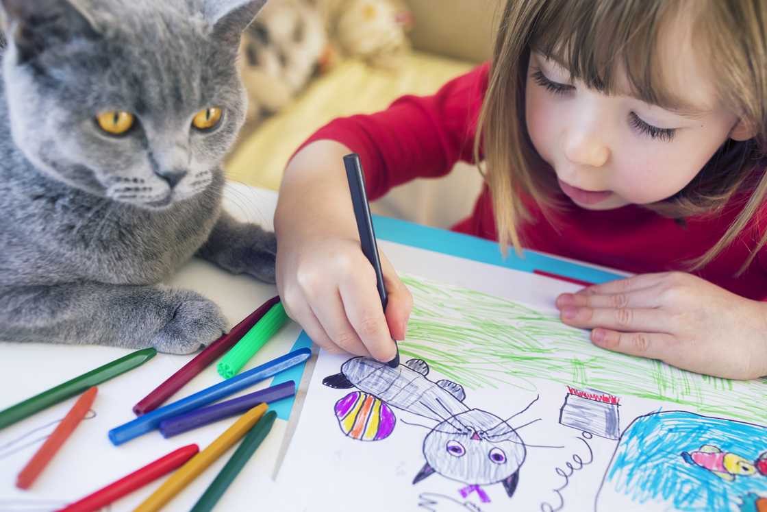 A child drawing a cat A child drawing a cat