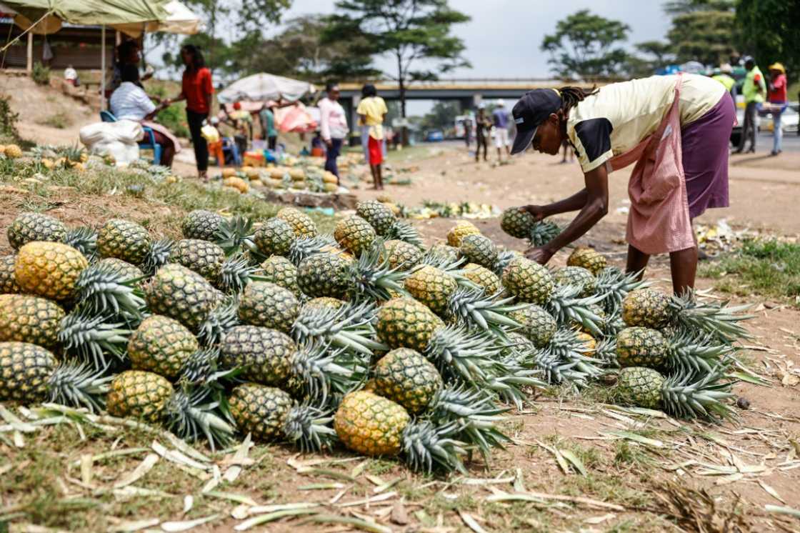 A vendor displays pineapples while waiting for customers at an informal market A vendor displays pineapples while waiting for customers at an informal market