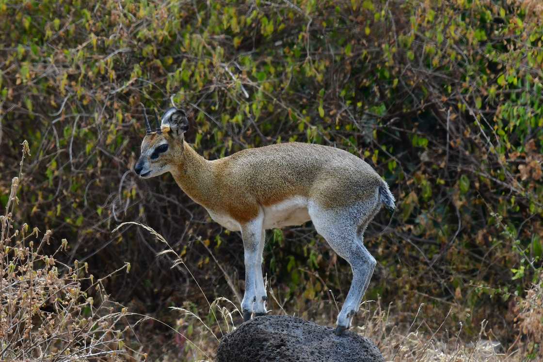 Klipspringer is standing on a rock Klipspringer is standing on a rock