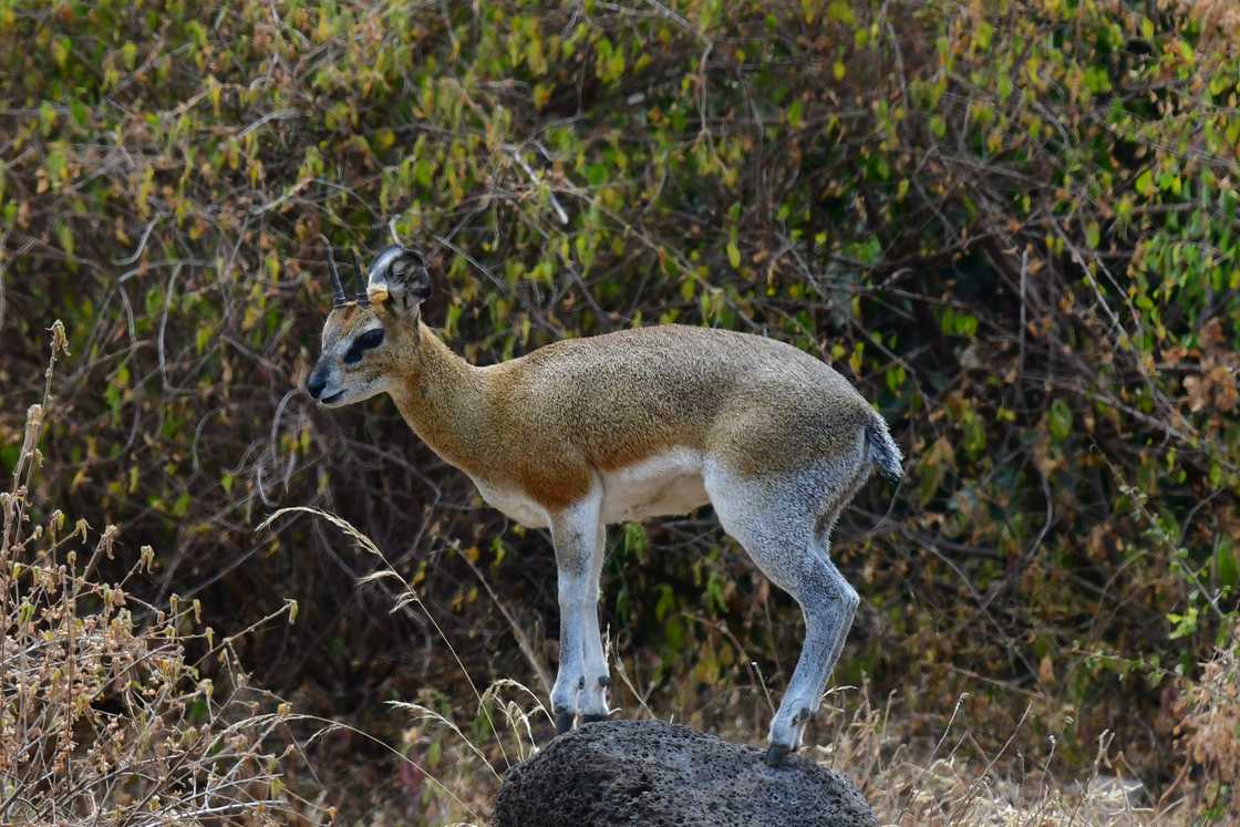 Klipspringer is standing on a rock