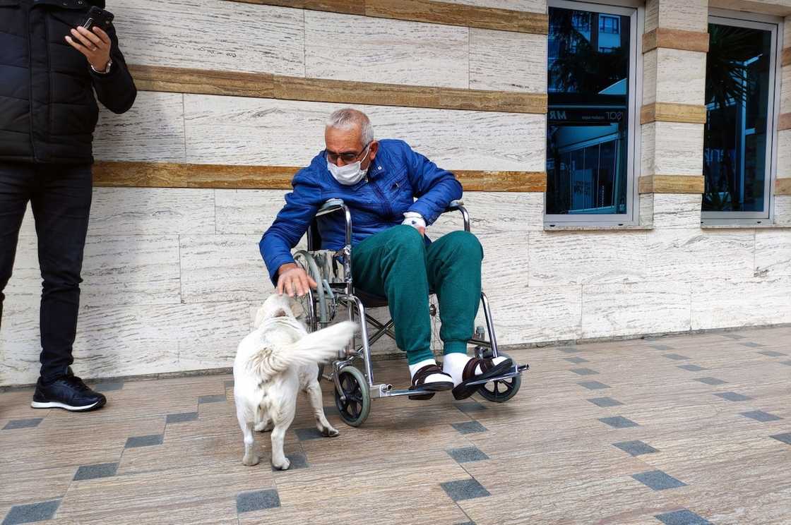 Sweet dog stands outside hospital for 6 days till owner is discharged Sweet dog stands outside hospital for 6 days till owner is discharged