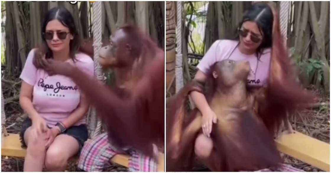 Photo of Orangutal from Bangkok Safari World, Thailand Photo of Orangutal from Bangkok Safari World, Thailand